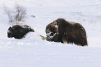 musk ox