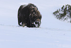 musk ox