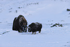 musk ox