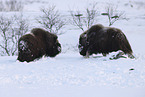 musk ox