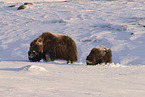 musk ox