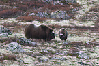 musk oxes