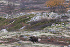 musk ox