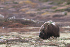 musk ox