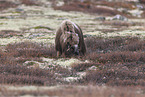 musk ox