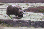 musk ox