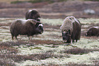 musk oxes