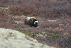 musk ox