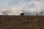 musk ox