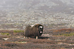 musk ox