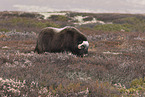 musk ox