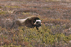 musk ox