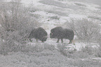 musk oxes