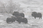 musk oxes