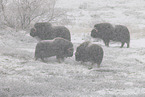 musk oxes