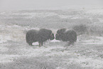 musk oxes