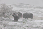 musk oxes