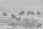 musk oxes