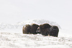 musk oxes