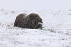 musk ox