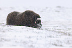 musk ox