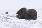 musk ox