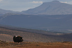 musk ox