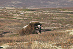 musk ox