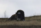 musk ox