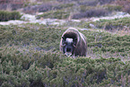 musk ox