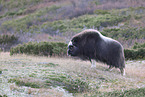 musk ox