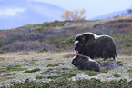 musk oxes