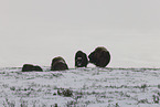 musk oxes