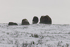 musk oxes