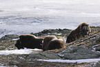 musk oxes