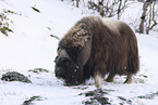 musk ox