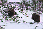 musk ox