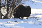 musk ox