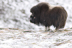 musk ox