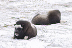 musk ox