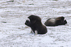 musk ox
