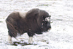musk ox