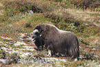 Musk ox