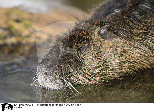 Bisamratte / muskrat / DMS-07935