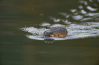 muskrat