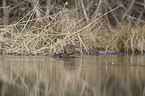 muskrat