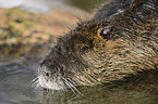 muskrat