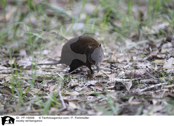 Moschusrattenk�nguru / musky rat-kangaroo / FF-16898