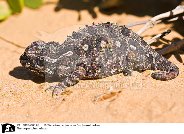 Namaqua chameleon / MBS-06193