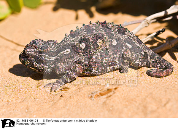 Wstenchamleon / Namaqua chameleon / MBS-06193